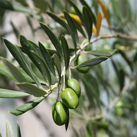 La Petite Roche Appartamento
